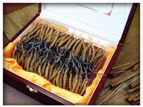 怀远冬虫夏草回收